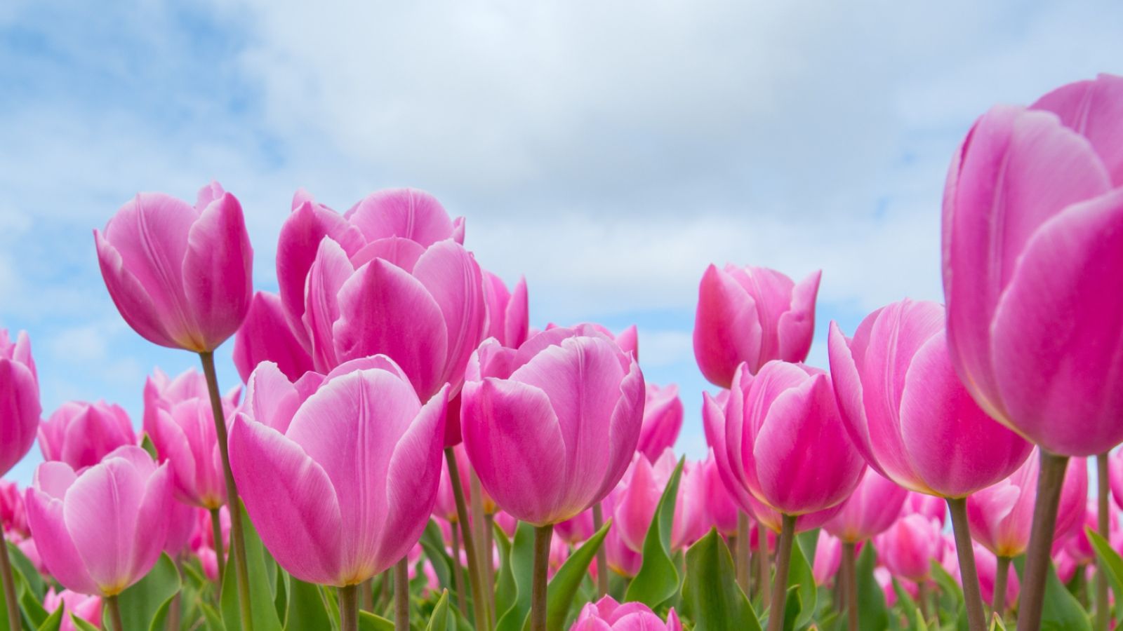 Tulip Days at Pingle's Farm in Clarington, Ontario