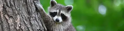 Raccon in a tree