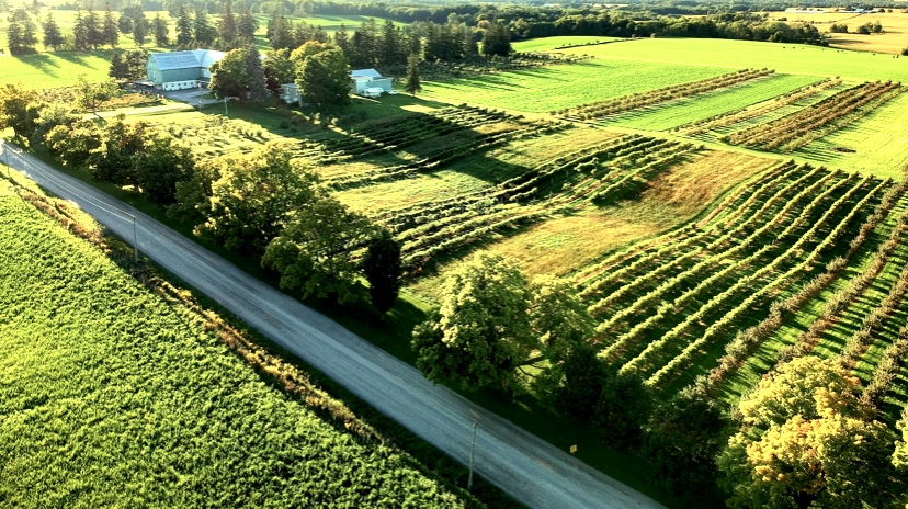 Ocala Winery on the Sideroads of Scugog Ariel view of Ocala Winery in Scugog with green fields, dirt road and barn in the distance