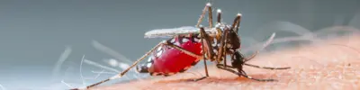 Mosquito on a human arm