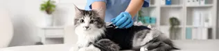 Pet cat