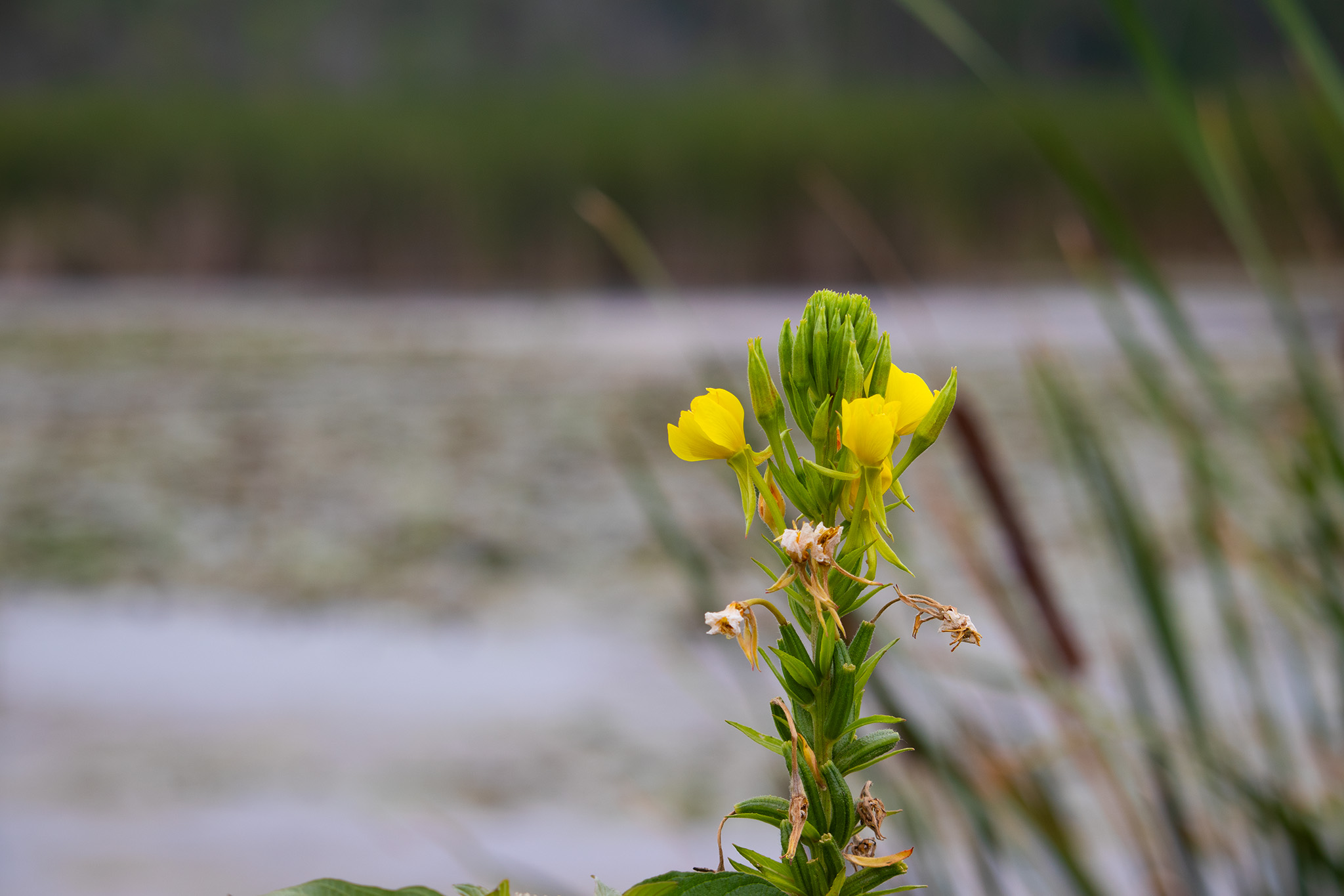 Close up image of a yellow flower with a wetland in the background
